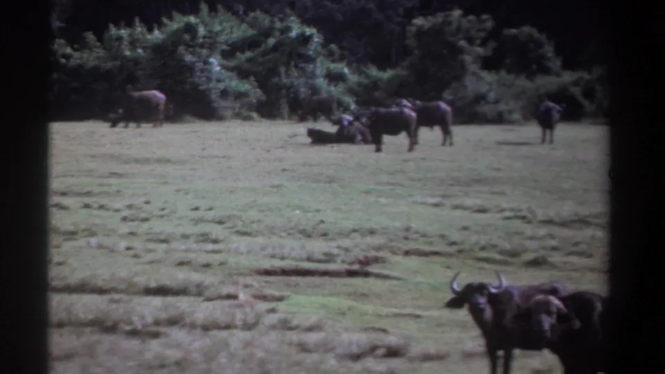 1969 Kenya 8mm frame with buffalo scattered across a grassy field, including horned animals near the lower right edge.