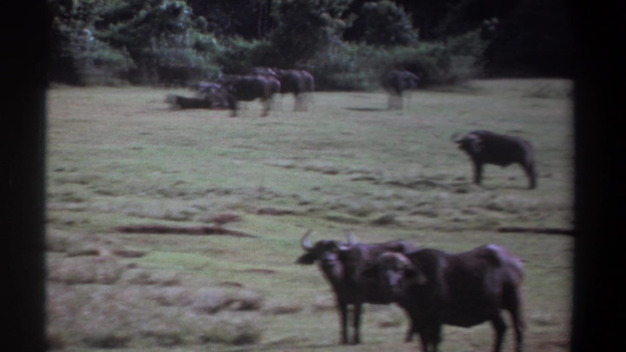 1969 Kenya 8mm frame showing water buffalo scattered across a grassy field, with two animals closer to the camera and others farther back.