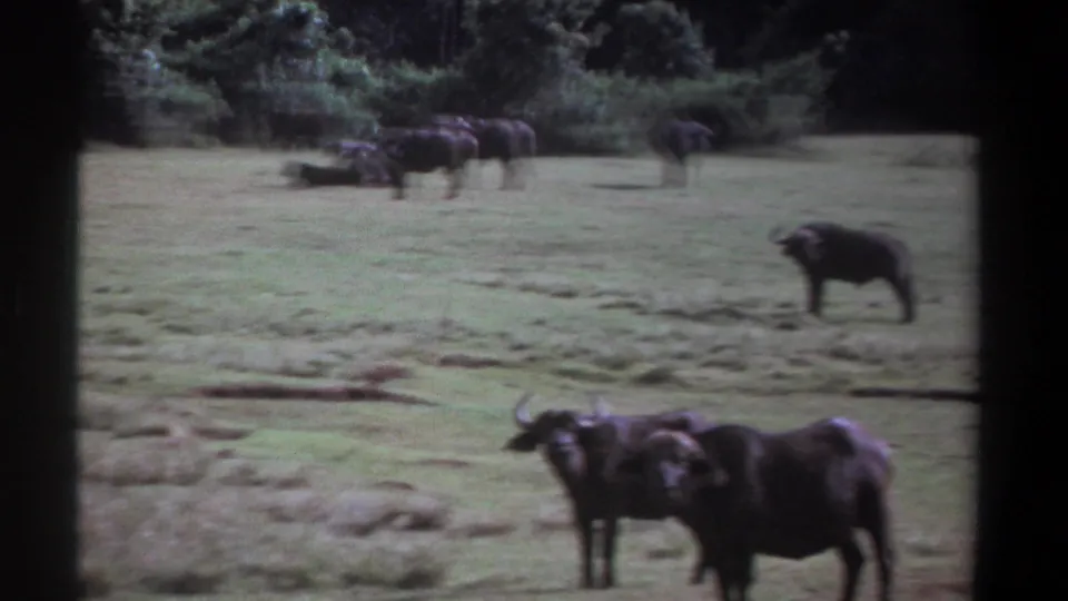 1969 Kenya 8mm frame showing water buffalo scattered across a grassy field, with two animals closer to the camera and others farther back.