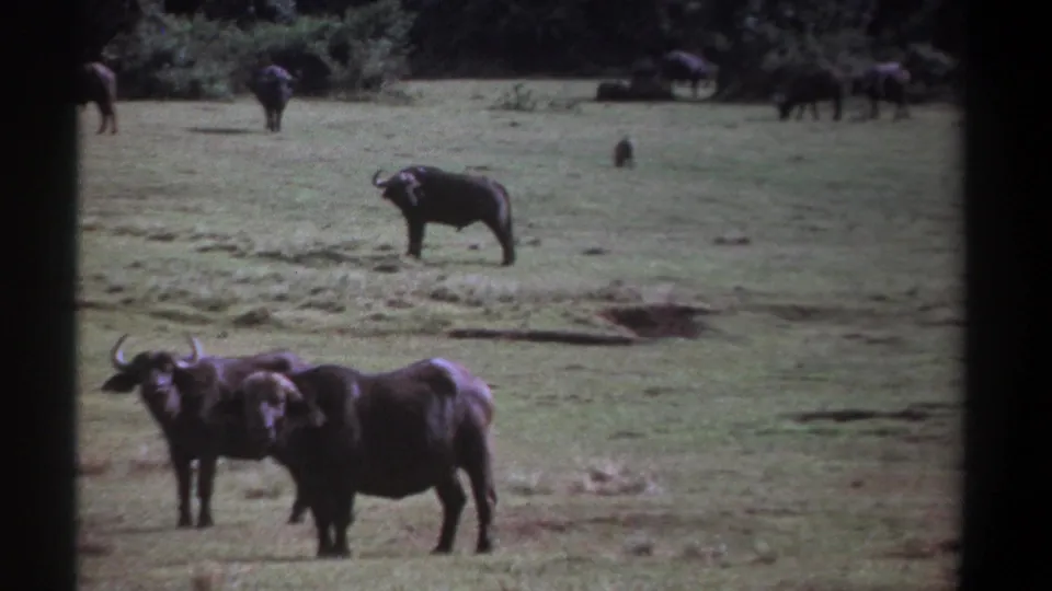 1969 Kenya 8mm frame with two water buffalo in the foreground and additional buffalo farther across the open grass.