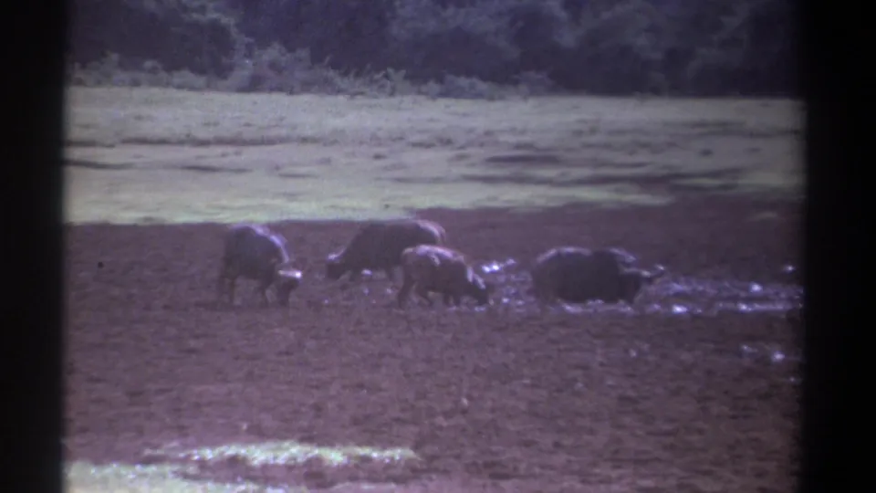 1969 Kenya 8mm frame showing several water buffalo at a muddy water edge, some grazing or lowering their heads near the wet ground.
