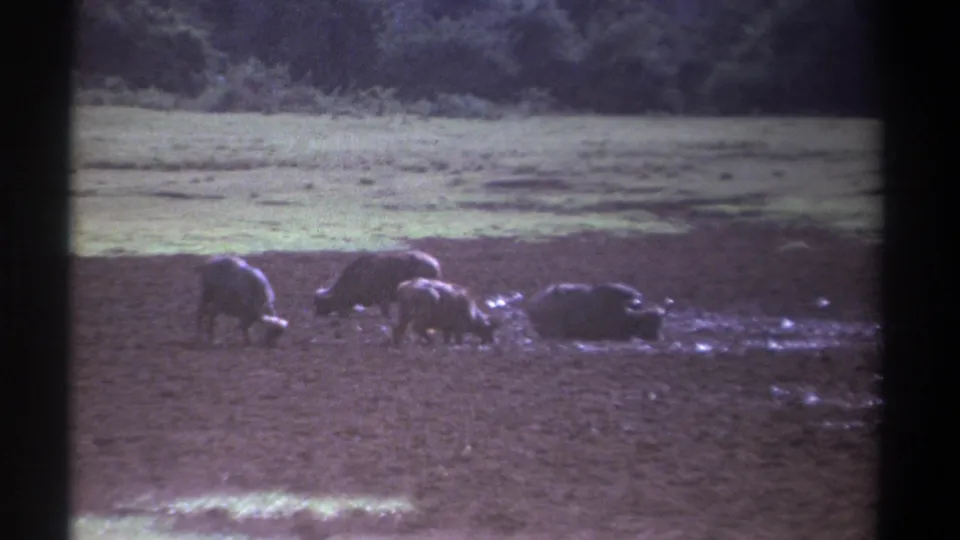 1969 Kenya 8mm frame of buffalo feeding or standing near mud and shallow water, with open grass and trees behind them.