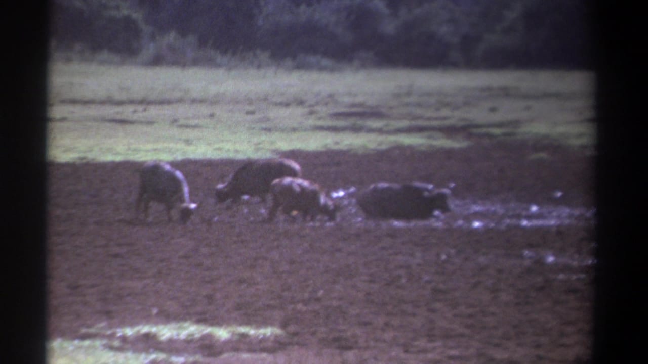 Buffaloes graze and stand in a muddy field with grass and trees behind them.