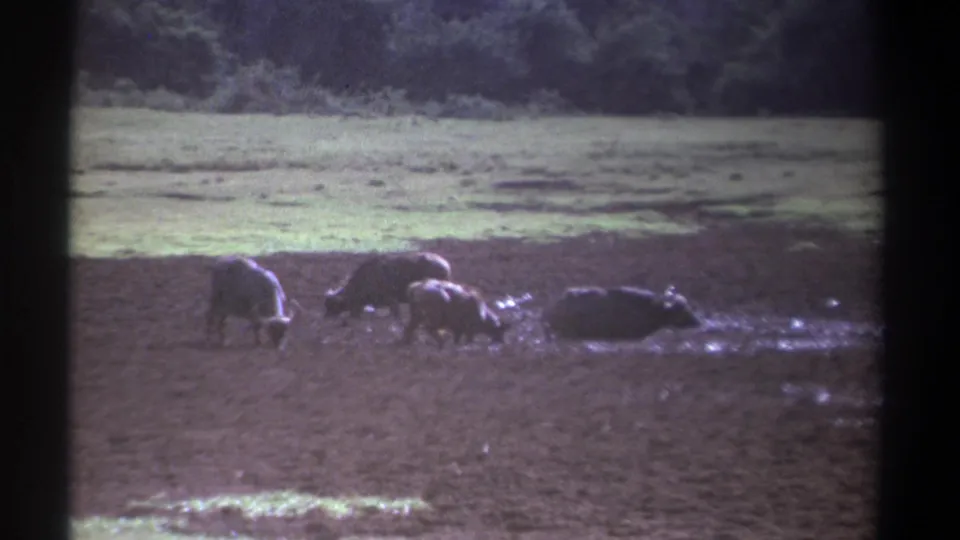 Buffaloes are seen from a fixed 8mm viewpoint in Kenya, spread across wet ground below a grassy band and treeline.