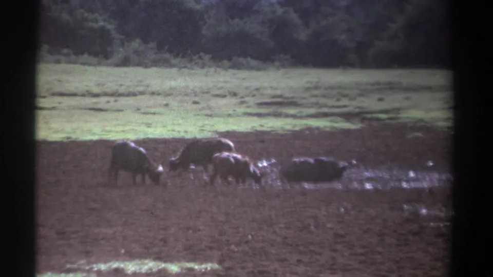 In this 1969 Kenya frame, buffaloes feed in a shadowed muddy field beneath pale grass and dense background vegetation.