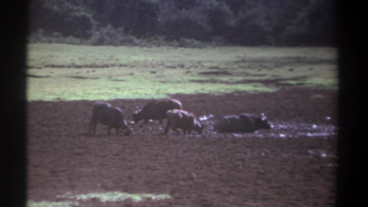 1969 Kenya 8mm frame showing four wild buffalo at a muddy waterhole beside grass and dense trees.