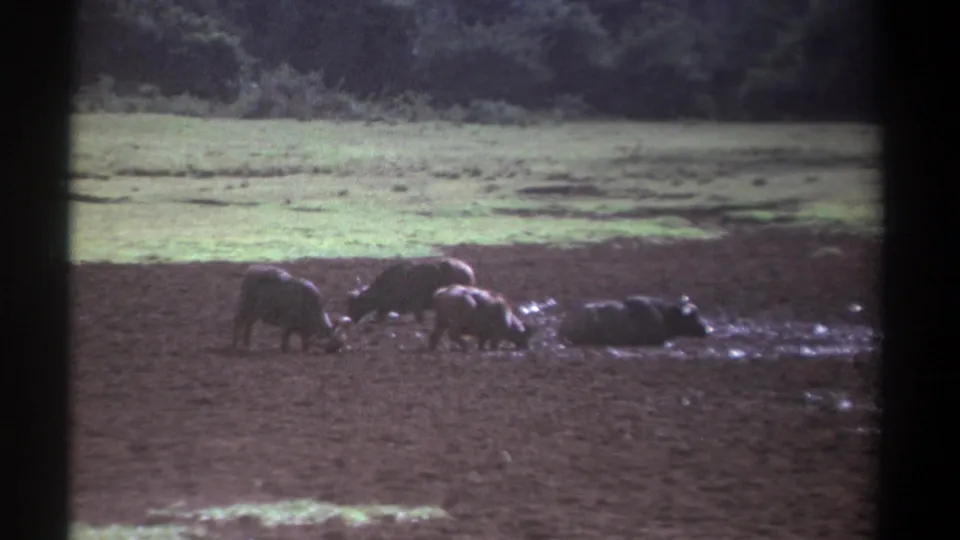 1969 Kenya 8mm frame showing four wild buffalo at a muddy waterhole beside grass and dense trees.