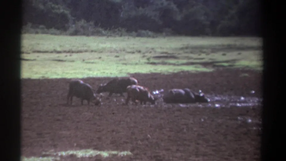 1969 Kenya 8mm frame with buffalo standing and partly submerged in mud near open grassland.