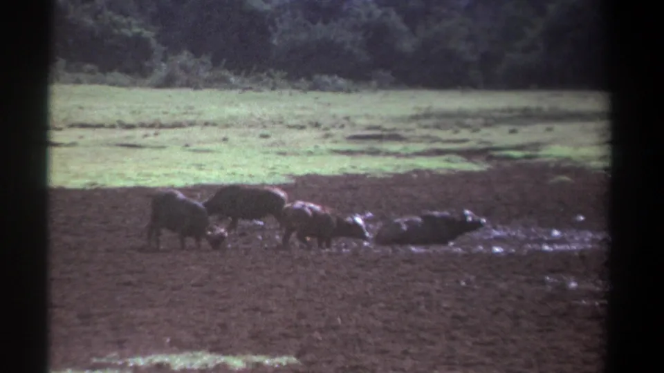 1969 Kenya 8mm frame showing buffalo at a muddy wallow, with faded color and soft focus.