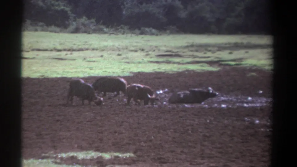 1969 Kenya 8mm frame showing wild buffalo at a mud wallow with grass and dense trees behind.