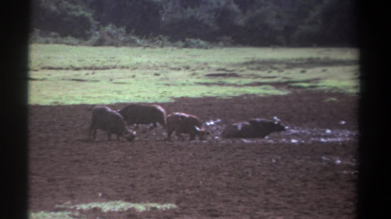 1969 Kenya 8mm frame showing several buffalo in a muddy wetland, with green grass and a dark treeline in the background.
