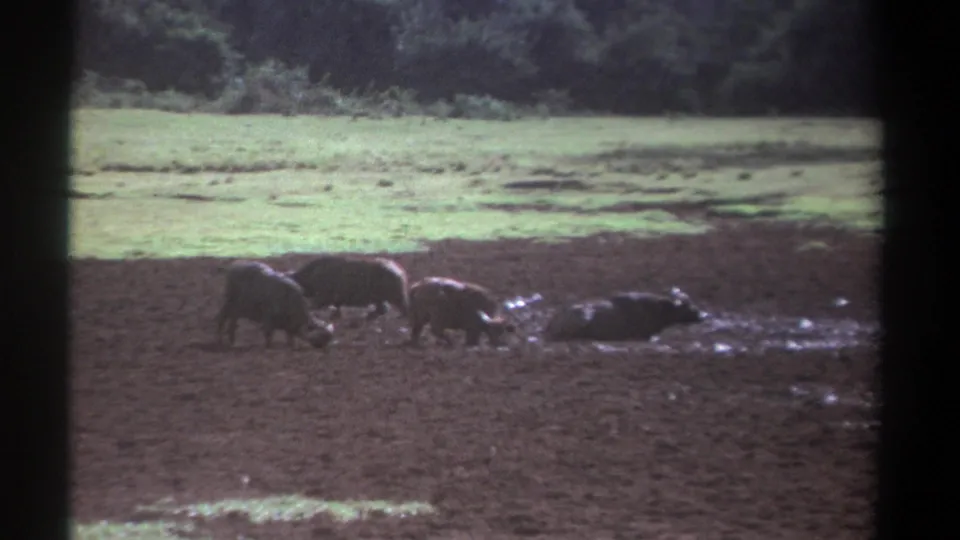 1969 Kenya 8mm frame showing several buffalo in a muddy wetland, with green grass and a dark treeline in the background.