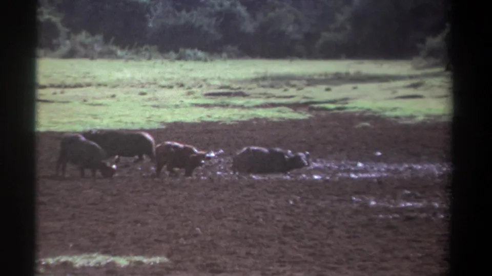 1969 Kenya 8mm frame with buffalo partly in mud and shallow water, seen from a distant safari-style viewpoint.