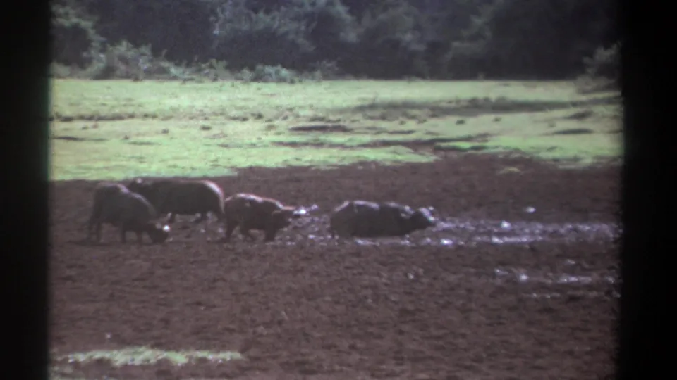 1969 Kenya home-movie frame showing a buffalo group in a muddy field, backed by pale grass and dense trees.