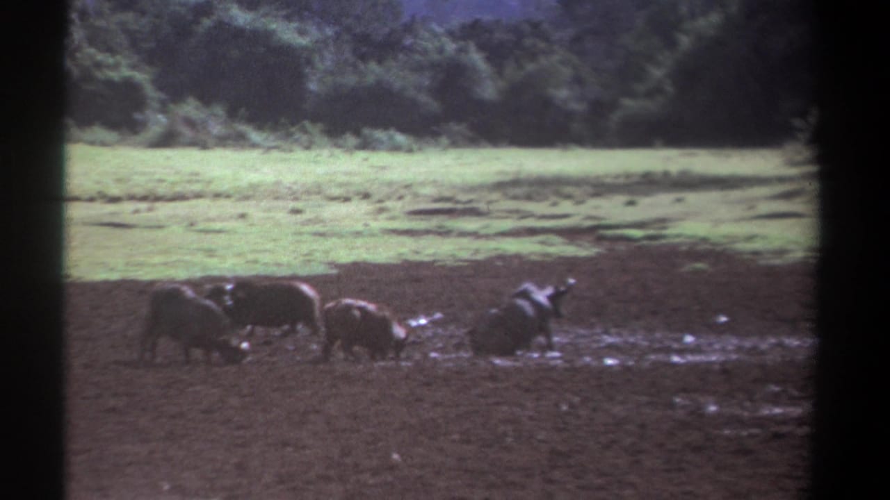 Cape buffalo standing and walking through muddy marshland beside green grass and trees.