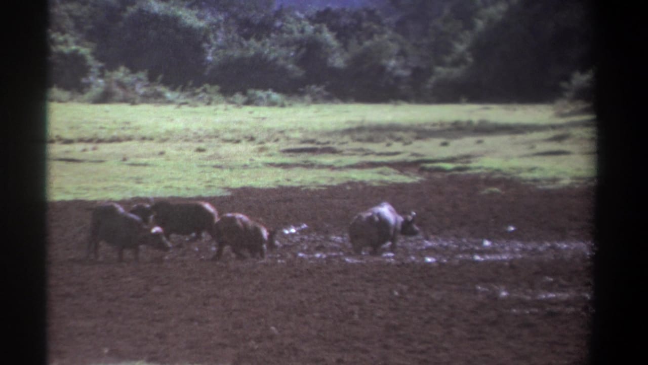 Several Cape buffalo move slowly across wet mud with green marsh grass behind them.