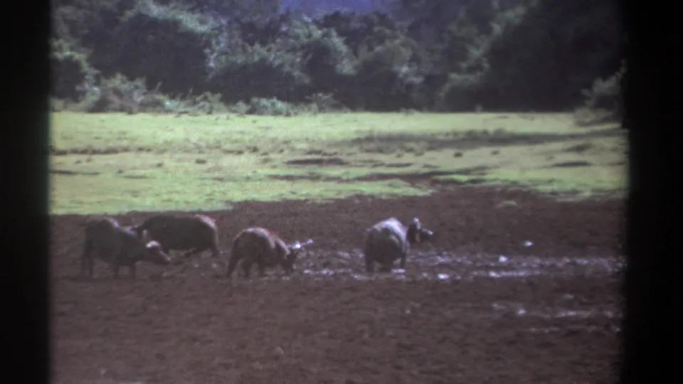 A small group of Cape buffalo in 1969 Kenya footage wades through a muddy area, framed from a distant home-movie viewpoint.