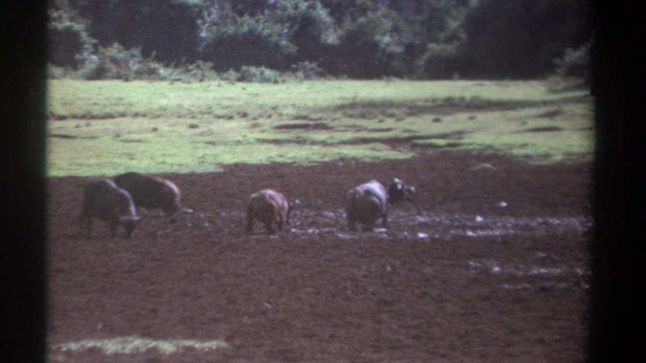 Several buffalo forage in a muddy field with grass and trees behind them.