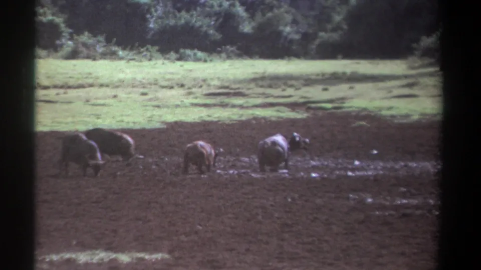 Distant buffalo forage in a muddy Kenyan field, with green grass and dense trees visible in faded 1969 8mm footage.
