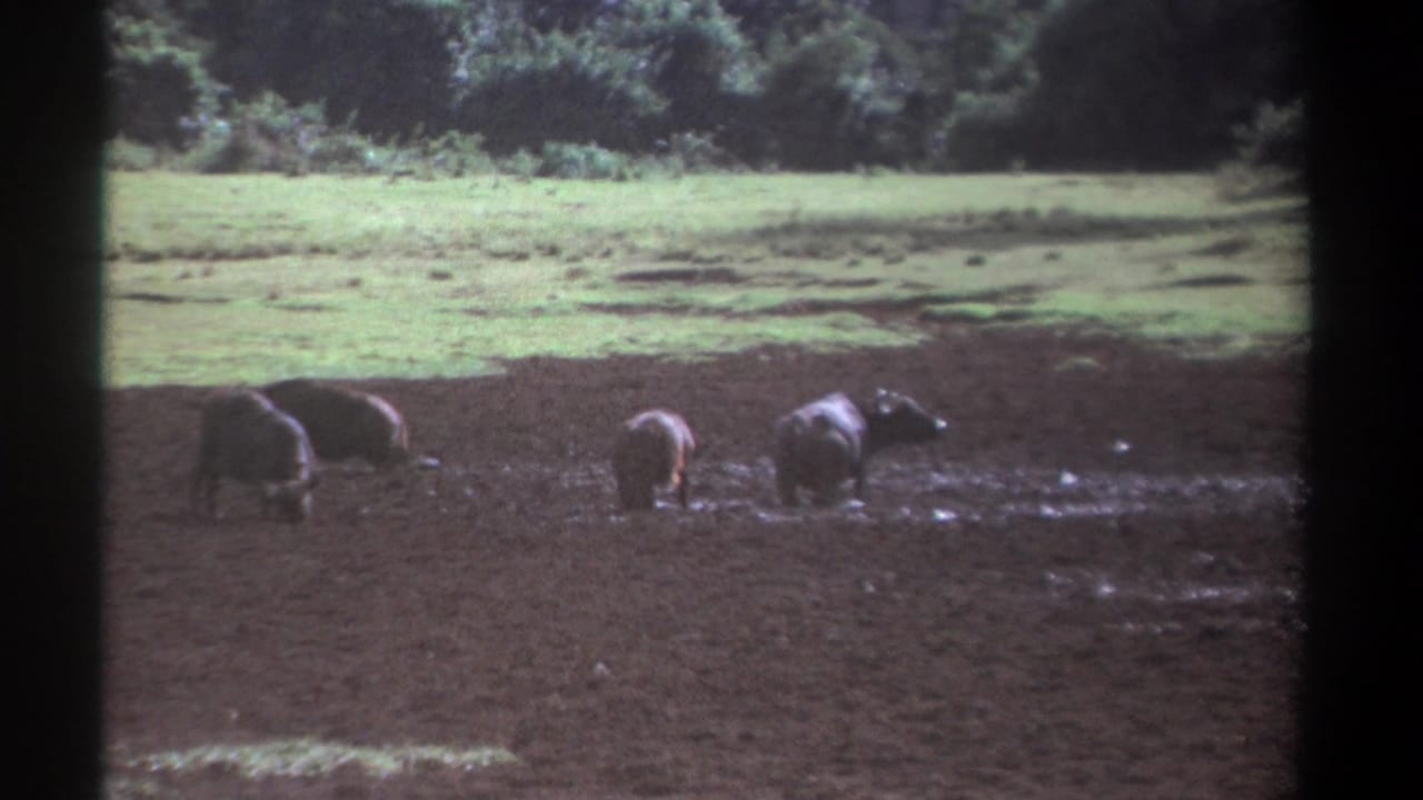 Buffalo stand and feed in wet mud with a grassy area and trees in the background.