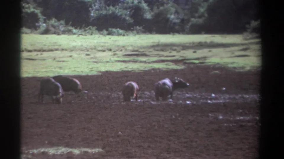 A small group of buffalo remains spread across muddy ground in Kenya, filmed from a distant 8mm home-movie viewpoint.
