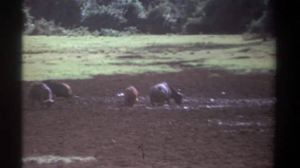 The final frame shows buffalo foraging across wet earth in Kenya, with faded color and visible 8mm frame texture.