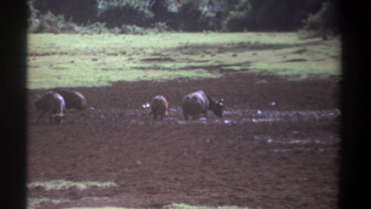 Buffalo wading and feeding in a muddy wet field with grass and trees behind them.