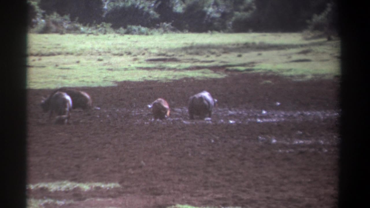 Three buffalo stand in mud and shallow water near a green grassy bank.