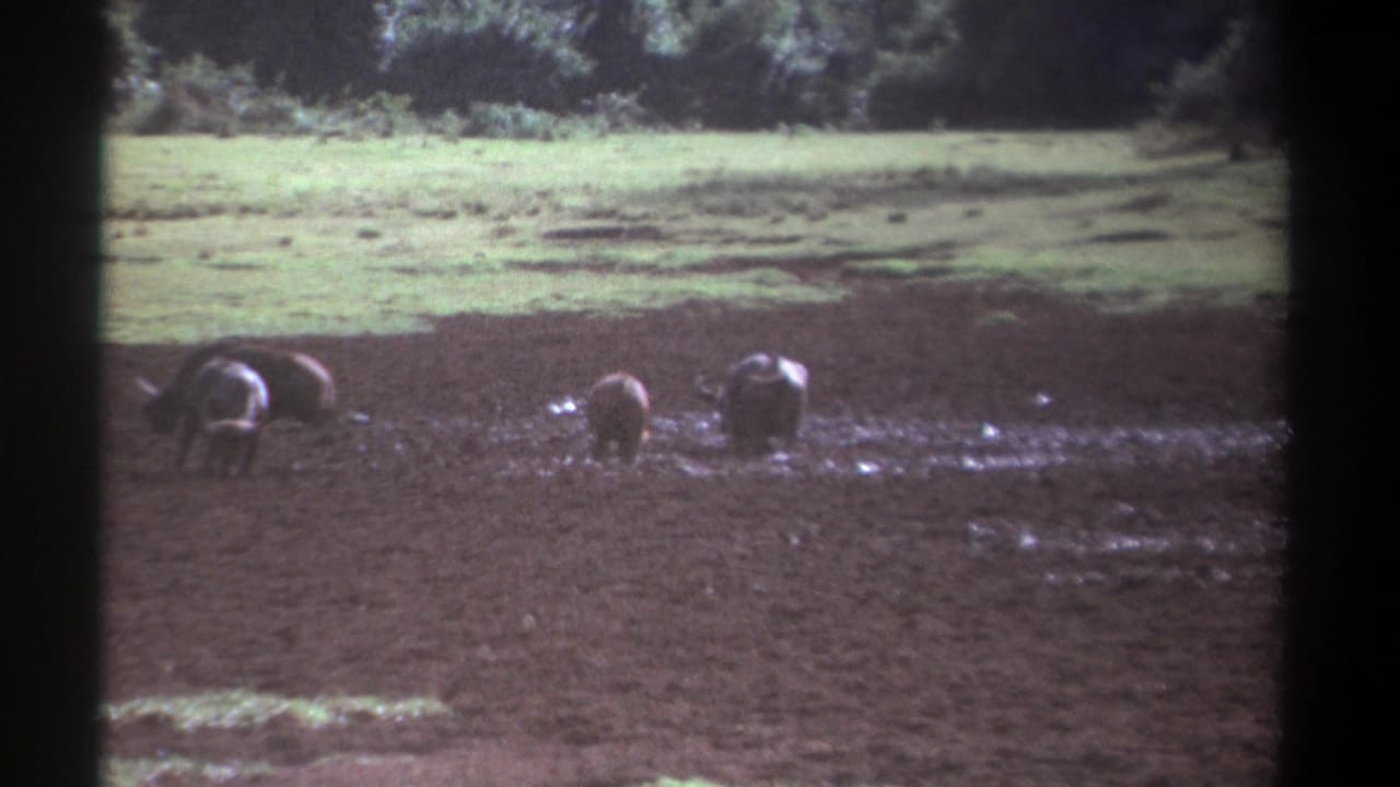 Several buffalo stand and graze in a muddy field with grass and trees behind them.