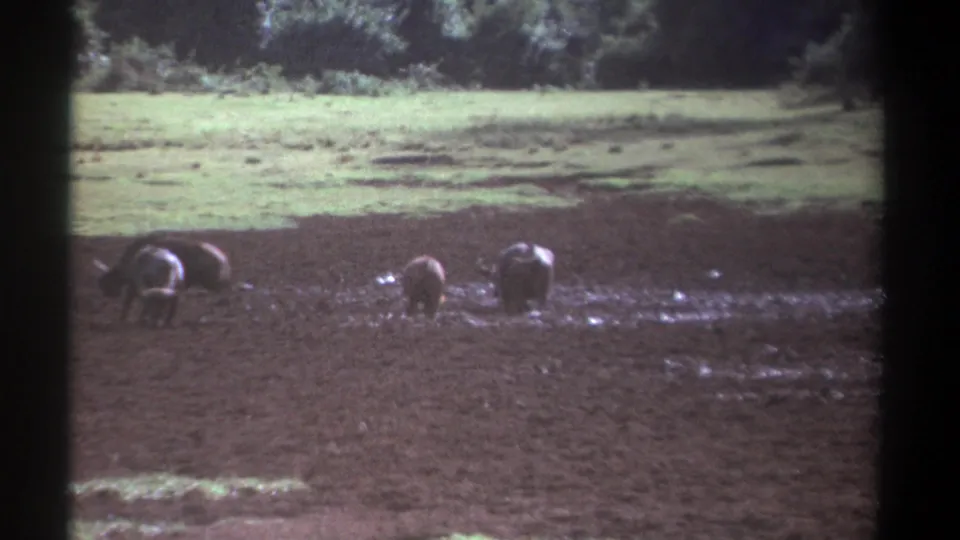 1969 Kenya 8mm frame showing buffalo spread across wet, muddy ground with pale grass and a tree line in the background.