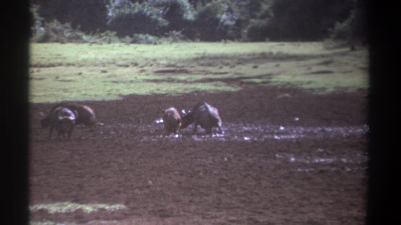 Buffalo wade through wet mud in an open field with bright grass beyond.