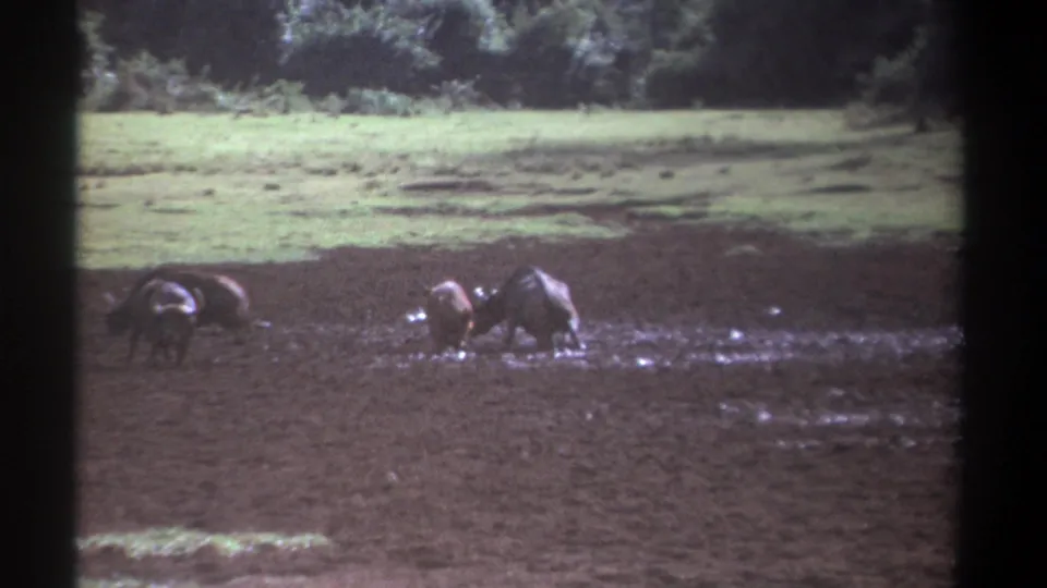 1969 Kenya 8mm frame with buffalo clustered in a muddy patch, backed by open grass and dense trees.