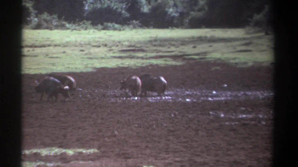 1969 Kenya 8mm frame showing buffalo at a distance in a muddy grazing area, with bright grass and foliage beyond.