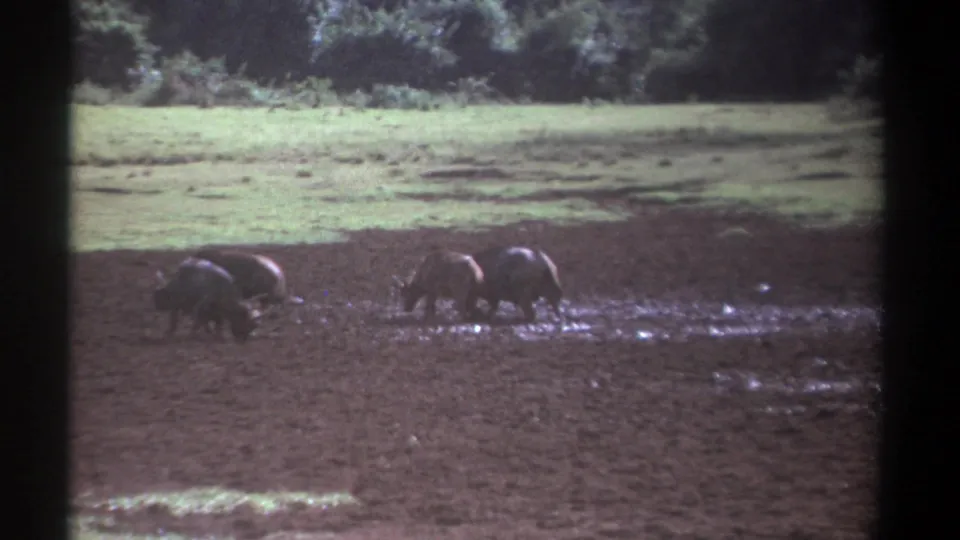 1969 Kenya 8mm frame of buffalo moving slowly through a muddy field, framed by grassland and trees.