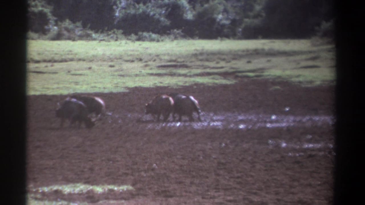 Several buffalos stand in a muddy clearing with grass and trees behind them.