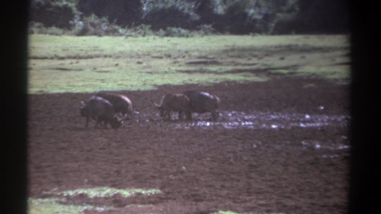 Buffalos gather near shallow muddy water in an open clearing.