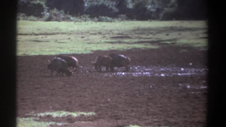 1969 Kenya 8mm frame of buffalos standing and feeding in a wet clearing, framed by grass and a shaded tree line.