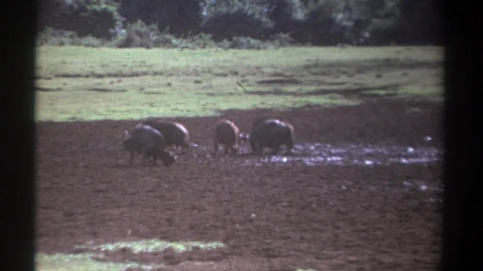 1969 Kenya 8mm frame showing three buffalos spread across muddy earth, with green field and trees beyond.