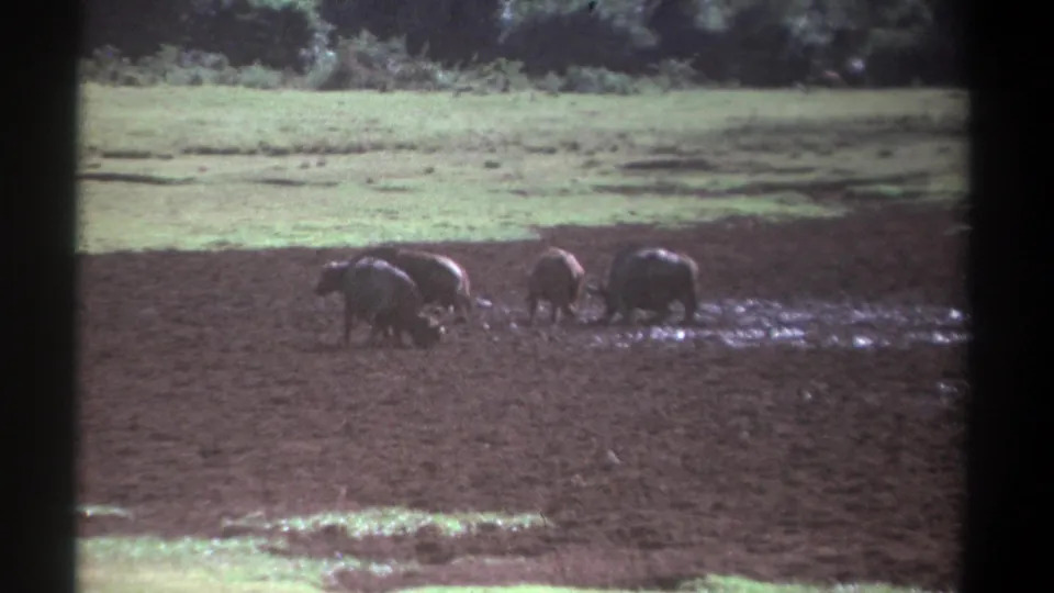 1969 Kenya 8mm frame of four buffalos in a muddy clearing, seen from a fixed home-movie viewpoint with forest beyond.