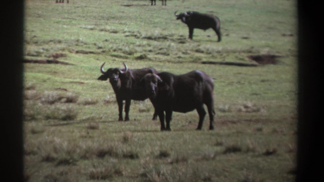 Two buffalo stand in grassy savanna with another buffalo in the background.