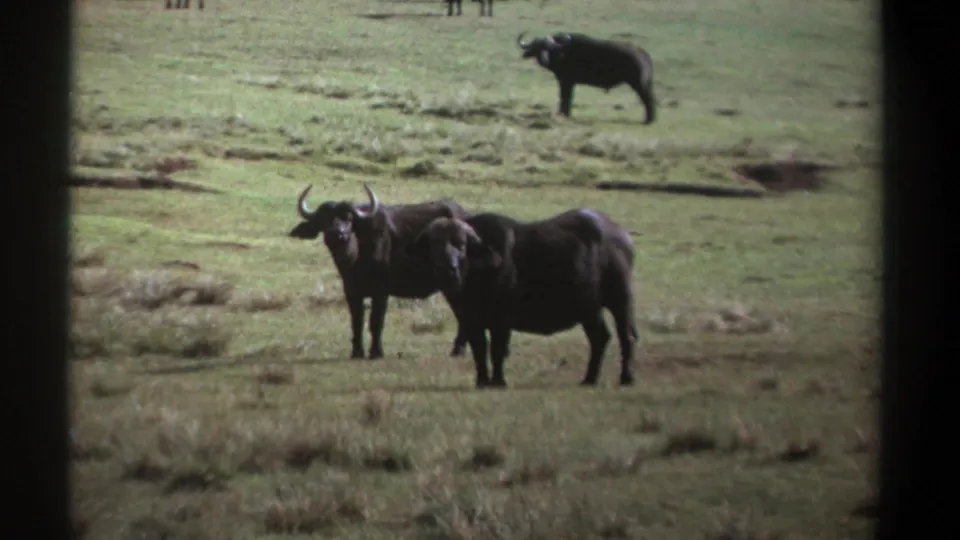 1969 Kenya 8mm frame showing two foreground African buffalo in grassland, with another buffalo behind them and dark frame edges.