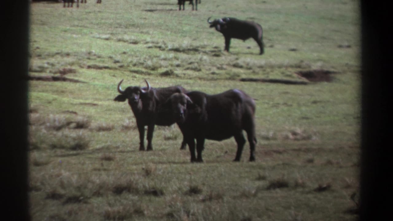 Two dark buffalo stand on grass with a third buffalo farther back.