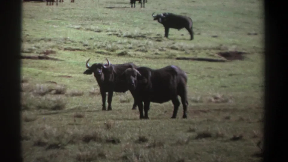 1969 Kenya home-movie frame of African buffalo in savanna grass, with distant animals faintly visible near the top edge.