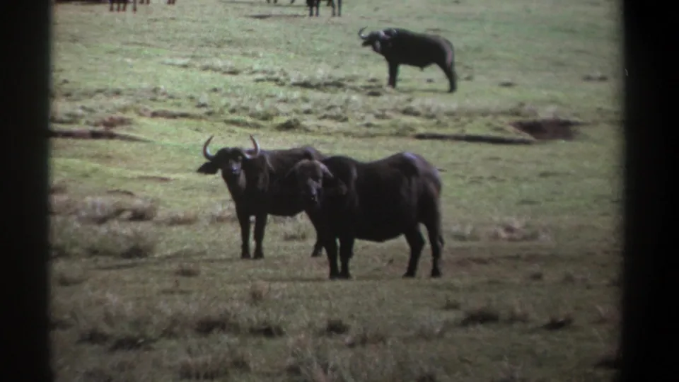 Kenya 1969 8mm still showing two African buffalo in the foreground and another buffalo beyond them in open savanna.