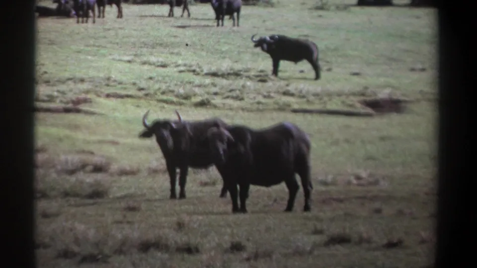 1969 Kenya 8mm frame with two African buffalo in open grassland, a background buffalo, and faint distant herd shapes.