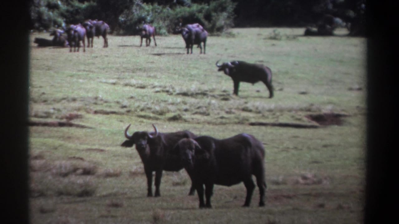 1969 Kenya 8mm frame showing two foreground African buffalo facing the camera, with more buffalo grazing near a tree line.