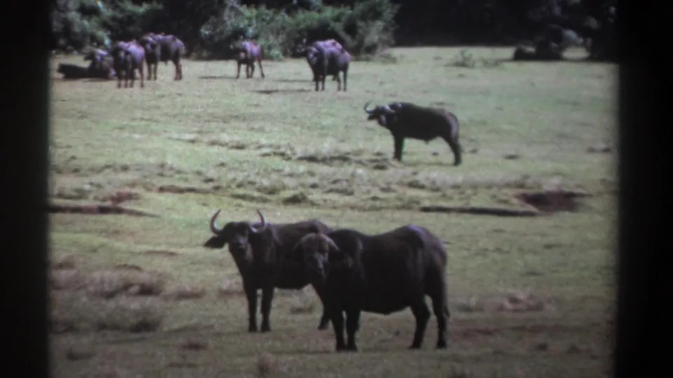 1969 Kenya 8mm frame showing two foreground African buffalo facing the camera, with more buffalo grazing near a tree line.