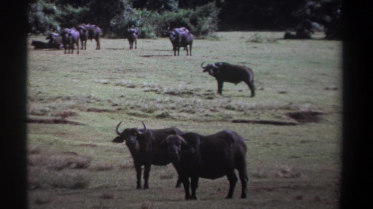 Two buffalo stand in the foreground while other buffalo graze in the background field.