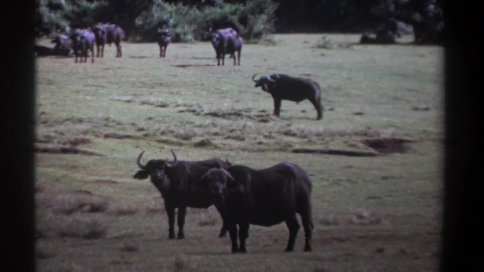 1969 Kenya 8mm frame showing foreground African buffalo and a small background herd in an open grassland setting.