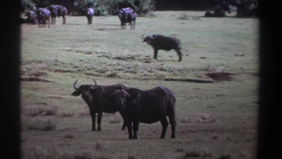 1969 Kenya 8mm frame with two buffalo in the foreground, more animals behind them, and open grass leading to trees.